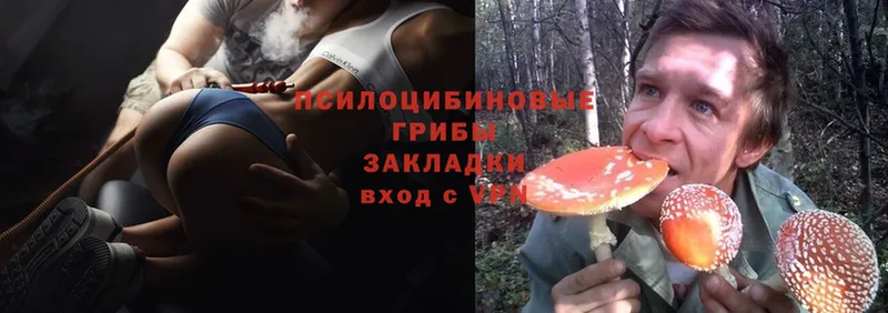 Галлюциногенные грибы Psilocybe  Ставрополь 